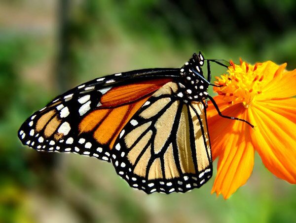 Феноменалните пеперуди Монарх - Danaus plexippus